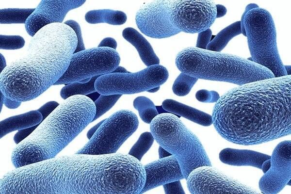 Bacteria resized